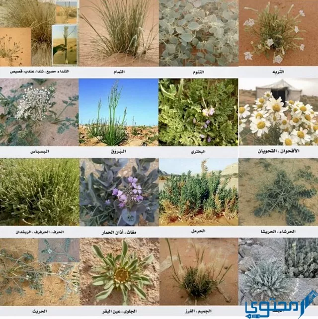 ما الصورة التي تظهر نباتات شائعة في الصحراء؟