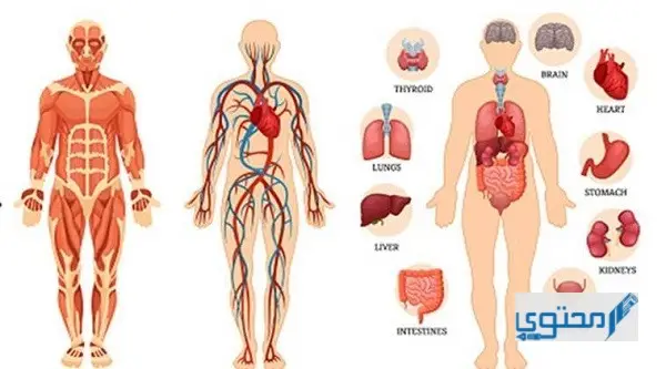 ما هو أكبر عضو في جسم الإنسان ؟ وما أهميته