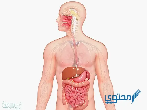 الأعضاء التي لا يحتاجها الإنسان