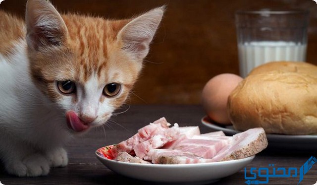 ماذا تأكل القطط الصغيرة