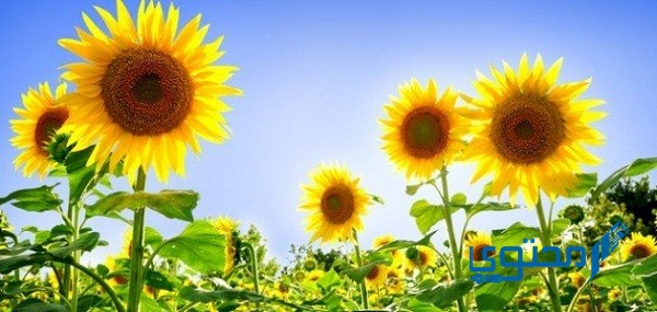 ماذا يقصد بي النسيج الوعائي في النباتات البذرية 1 النسيج الوعائي