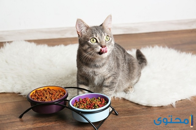 متى تبدأ القطط الصغيرة بتناول الطعام؟