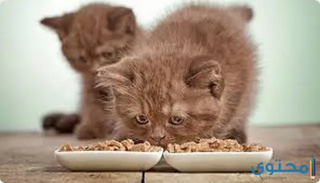 مدة هضم الطعام للقطط