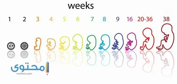 مراحل الحمل بالأسبوع (مراحل تطور الحمل بالصور)