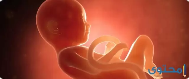 بالصور .. مراحل نمو وتطور الجنين داخل بطن أمه