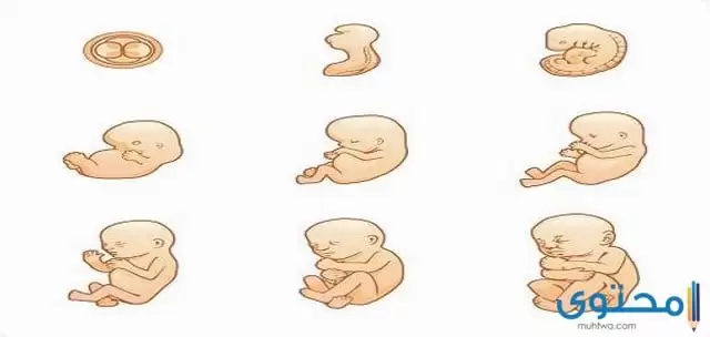 مراحل نمو الجنين 