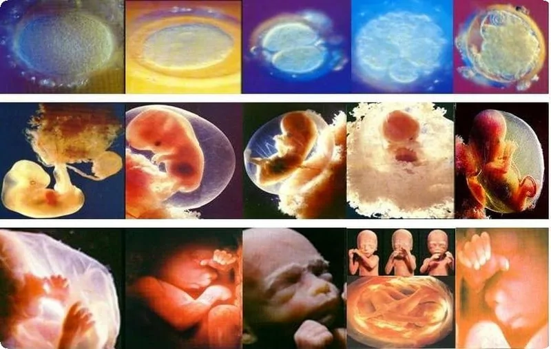 مراحل نمو الجنين1
