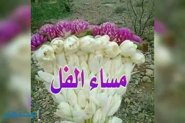 كلمات مساء الخير