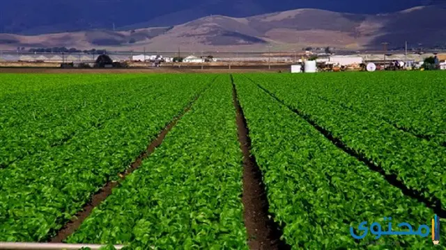 المليون ونصف فدان2
