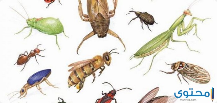 معلومات عن أخطر حشرات في العالم - موقع محتوى