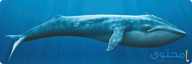 اهم المعلومات عن الحوت الأزرق
