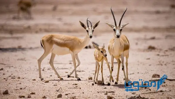معلومات عن الحياة البرية في قطر