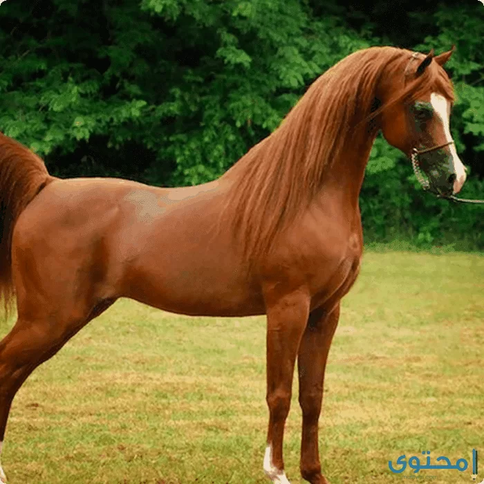 معلومات عن الخيول العربية الأصيلة