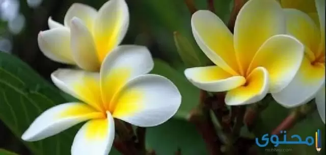 زهور الياسمين