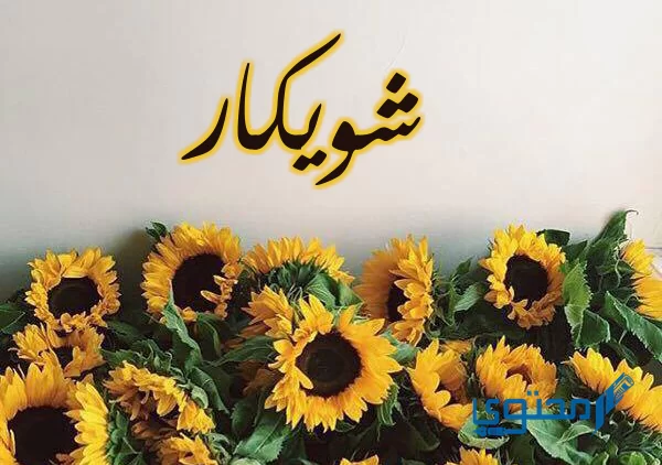 معنى اسم شويكار