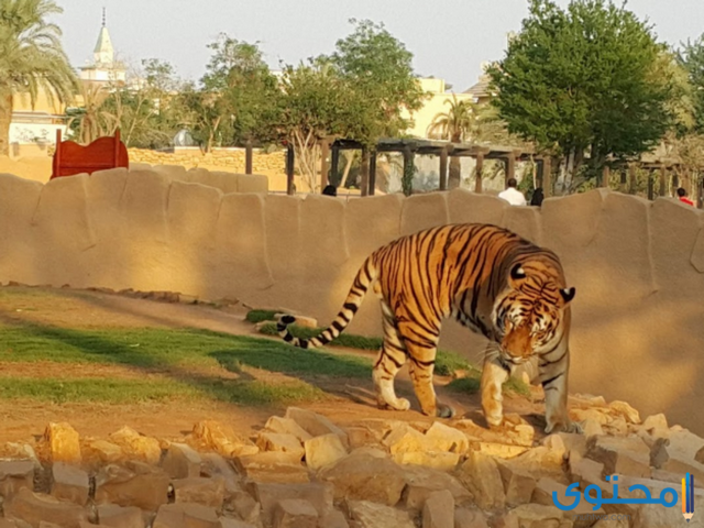 جدول حديقة الحيوان الرياض