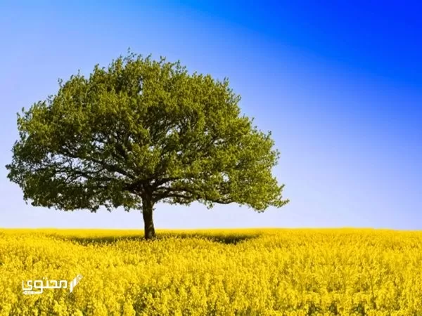 موضوع تعبير جديد عن أهمية الأشجار 2024