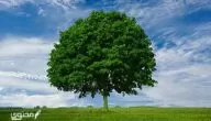 موضوع تعبير عن أهمية الأشجار وطرق الحفاظ عليها PDF