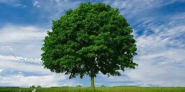 موضوع تعبير جديد عن أهمية الأشجار 2024