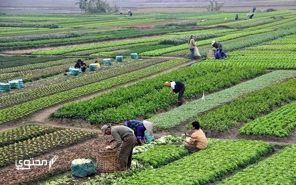موضوع تعبير جديد عن الريف المصري 2024