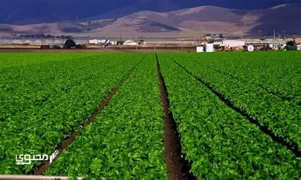 موضوع تعبير جديد عن الريف المصري 2024