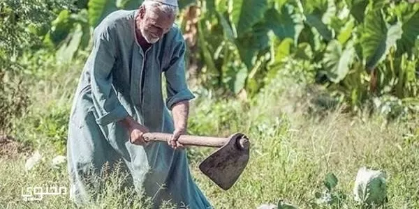 موضوع تعبير جديد عن الفلاح المصري 2024