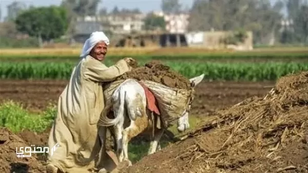 موضوع تعبير جديد عن الفلاح المصري 2024