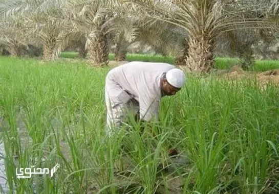 تعبير جديد عن الفلاح