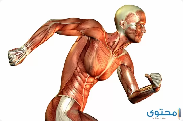 تعبير عن أهمية الرياضة لجسم الإنسان4