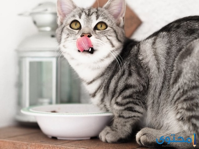 نصائح هامة لتغذية القطط