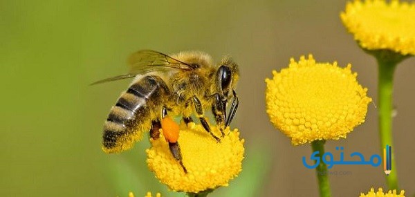 هل يمكن ان يقتل النحل الانسان