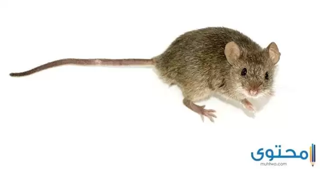 هل تعلم عن الفئران