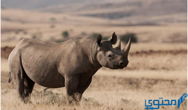 وحيد القرن الأفريقي
