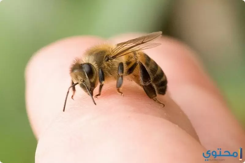 طرق علاج لسعة النحل