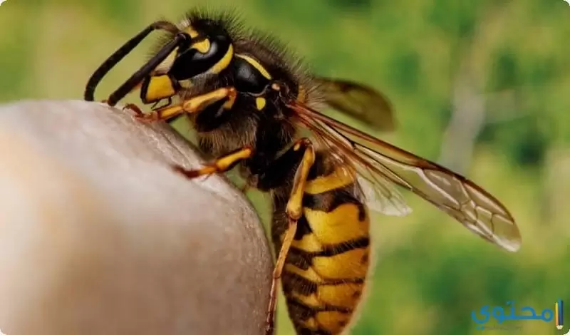 وصفات آخري لعلاج لسعة النحل