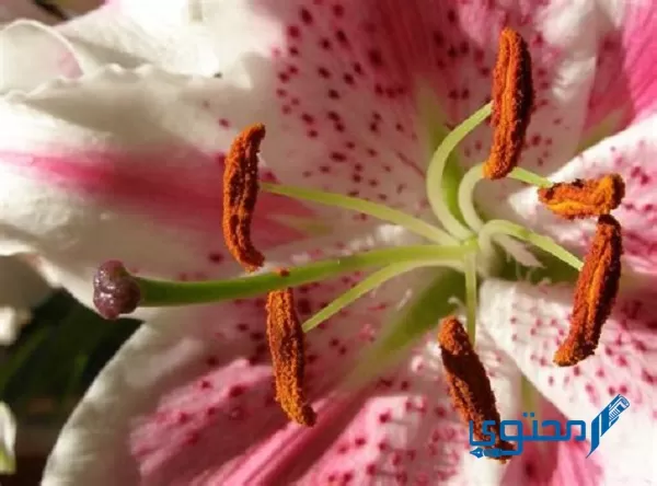 يسمى الجزء الذكري في الزهرة بماذا؟