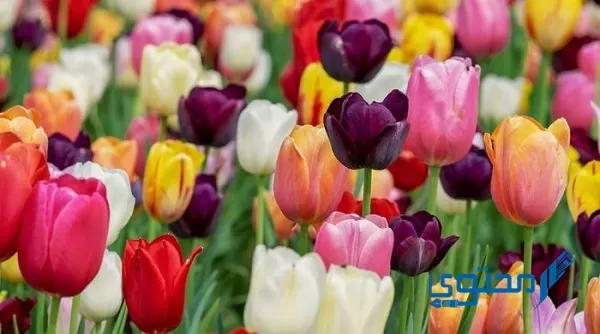 يسمى الجزء الذكري في الزهرة بماذا؟